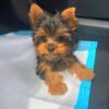 Mini yorkie