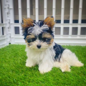 white yorkie puppies