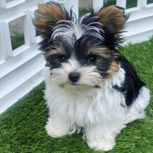 white yorkie puppies