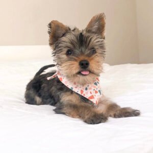 Teacup yorkie for sale near me