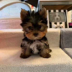 cheap yorkie puppies for sale