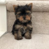 cheap yorkie puppies for sale