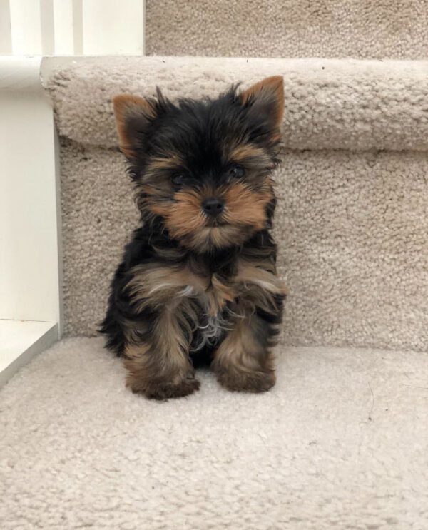 cheap yorkie puppies for sale