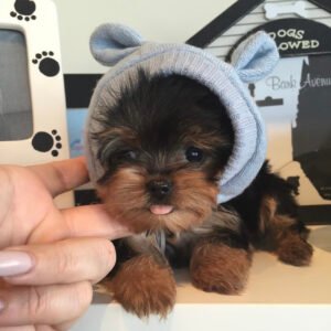 Yorkie teacup for sale