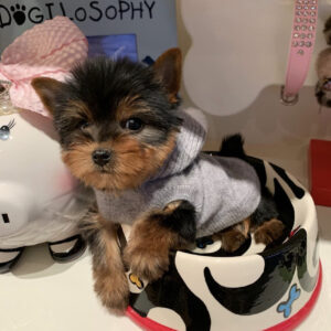 Yorkie teacup for sale