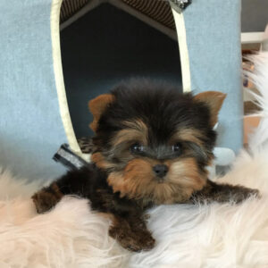 Teacup yorkie for sale up to $400 in VA