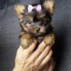 Teacup yorkie for sale up to $400 in NC