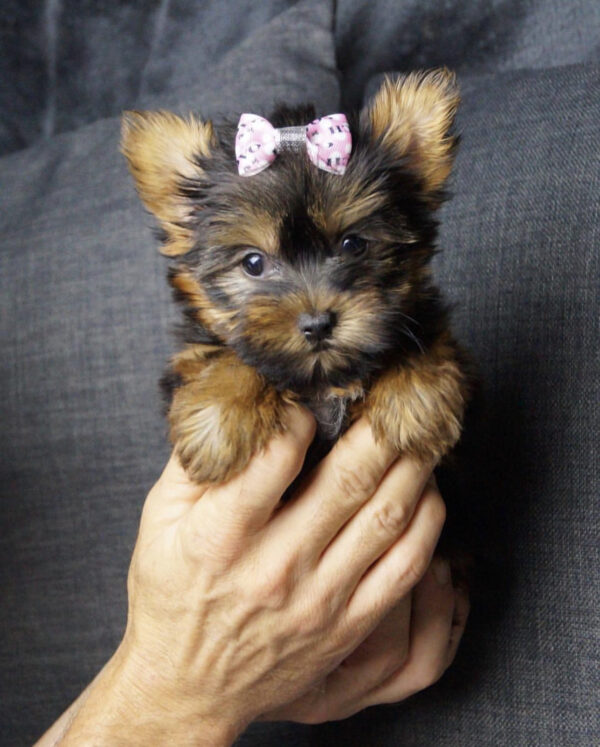 Teacup yorkie for sale up to $400 in NC