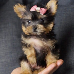 Teacup yorkie for sale up to $400 in NC