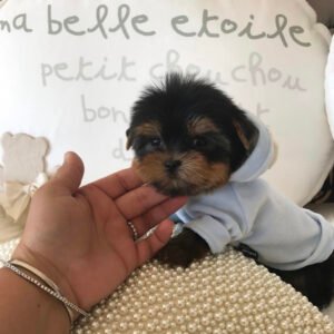 Toy yorkies for sale