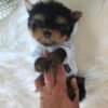 Toy yorkies for sale