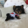 Toy yorkies for sale