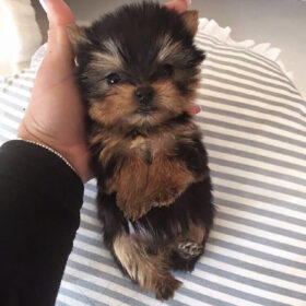 Yorkie terrier for sale