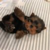 Yorkie terrier for sale