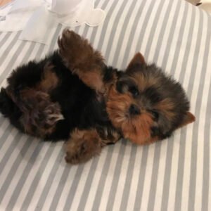 Yorkie terrier for sale