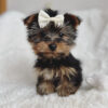 Yorkie puppies for sale in NC under $500