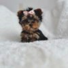Yorkie puppies for sale in NC under $500