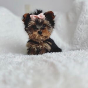 Yorkie puppies for sale in NC under $500