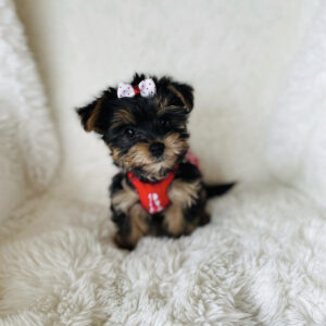 Teacup yorkie for sale up to $400 near me 