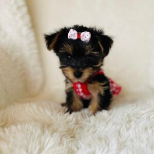 Teacup yorkie for sale up to $400 near me