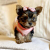 Teacup yorkie for sale up to $400 in Texas