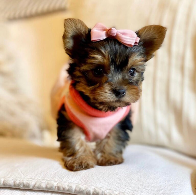 Teacup yorkie for sale up to 400 in Texas/Teacup yorkie texas