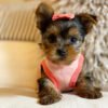 Teacup yorkie for sale up to $400 in Texas