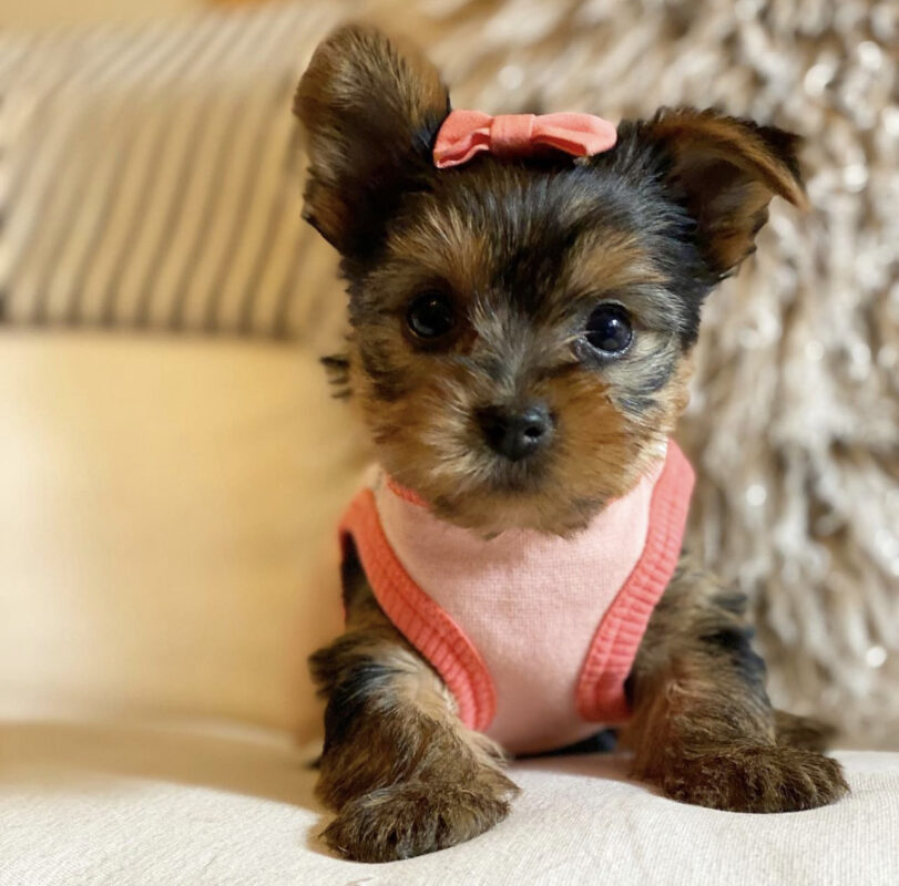 Teacup yorkie for sale up to 400 in Texas/Teacup yorkie texas
