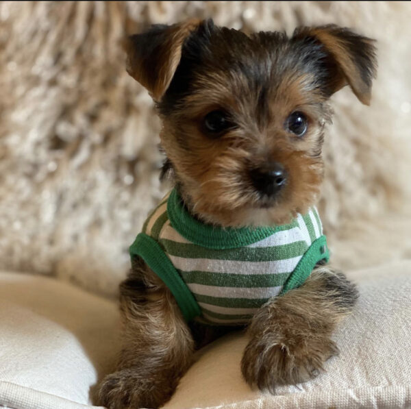 Teacup yorkie for sale up to $400 in PA