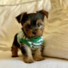 Teacup yorkie for sale up to $400 in PA