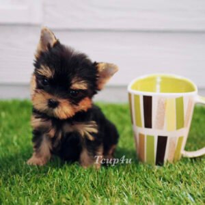 Teacup yorkie for sale up to $400 in Florida