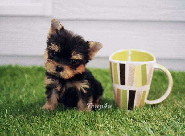 Teacup yorkie for sale up to $400 in Florida