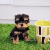 Teacup yorkie for sale up to $400 in Florida