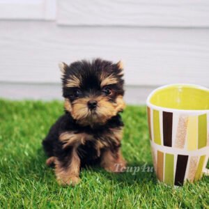 Teacup yorkie for sale up to $400 in Florida