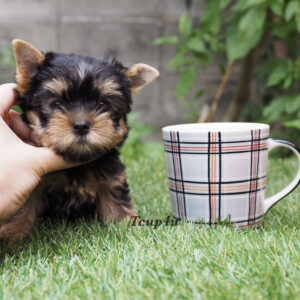 Yorkie puppies for sale in Georgia under 1000