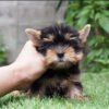 Yorkie puppies for sale in Georgia under 1000