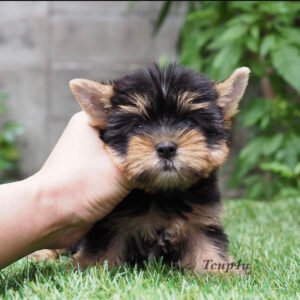 Yorkie puppies for sale in Georgia under 1000