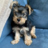 Yorkie puppies for sale in pa under 300