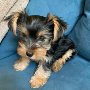 Yorkie puppies for sale in pa under 300