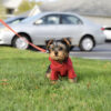 Yorkie puppies for sale in Illinois under $500