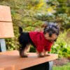 Yorkie puppies for sale in Illinois under $500