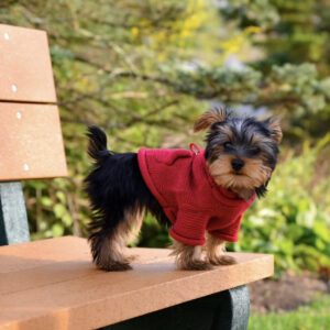 Yorkie puppies for sale in Illinois under $500