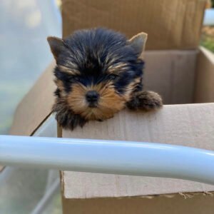 orkie puppies for sale in Ohio under $500