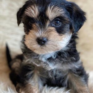 Yorkie puppies for sale in PA under $500