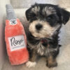 Yorkie puppies for sale in PA under $500