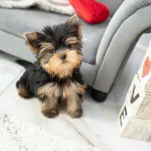 Yorkie puppies for sale in Florida under $500