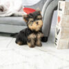 Yorkie puppies for sale in Florida under $500