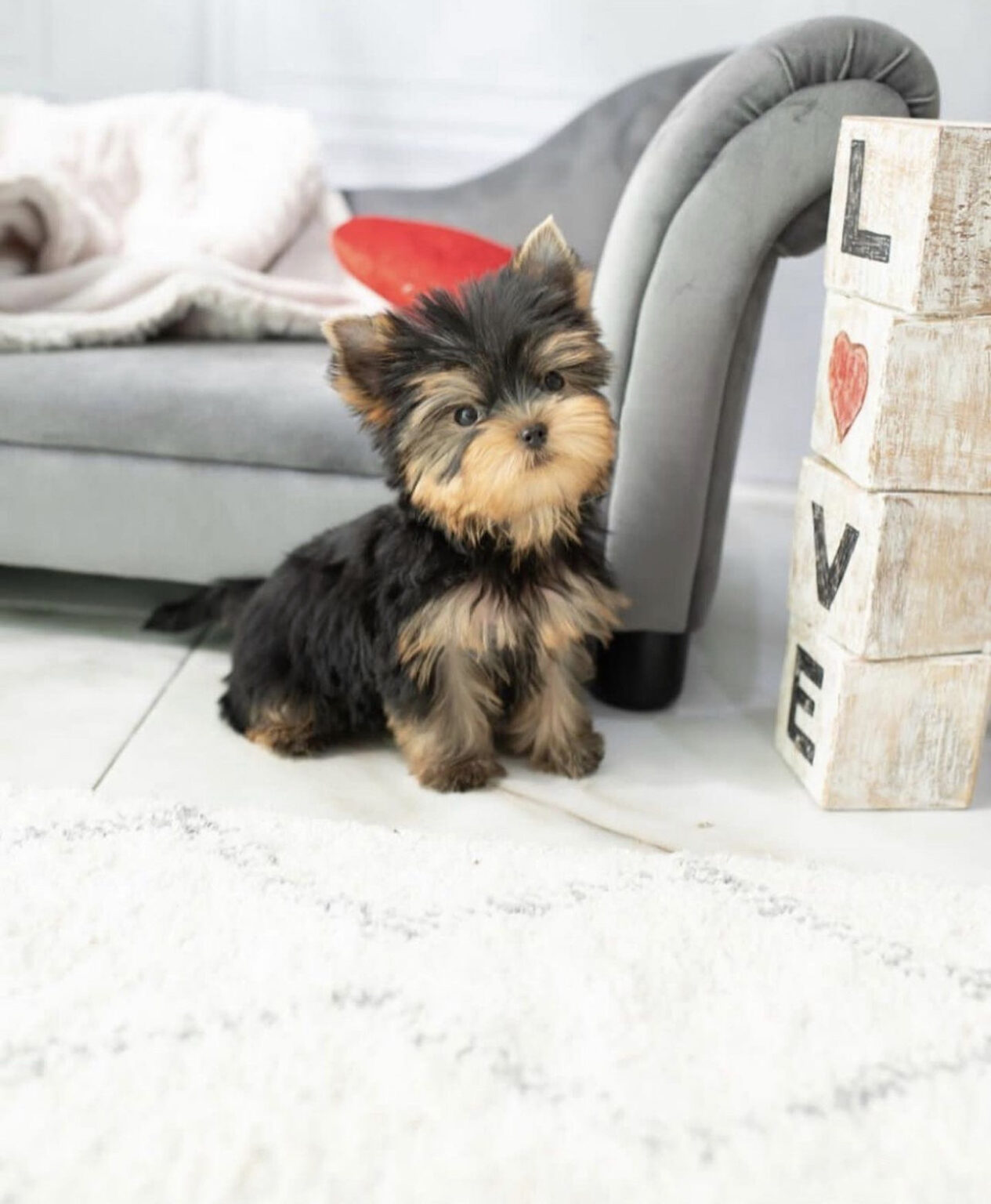 Yorkie puppies for sale in Florida under 500/Yorkie puppies FL