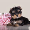 Yorkie puppies for sale in Georgia under $500