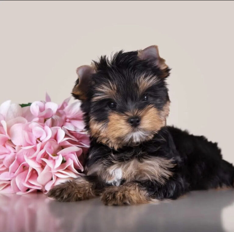 Yorkie puppies for sale in under 500/Adopt a yorkie